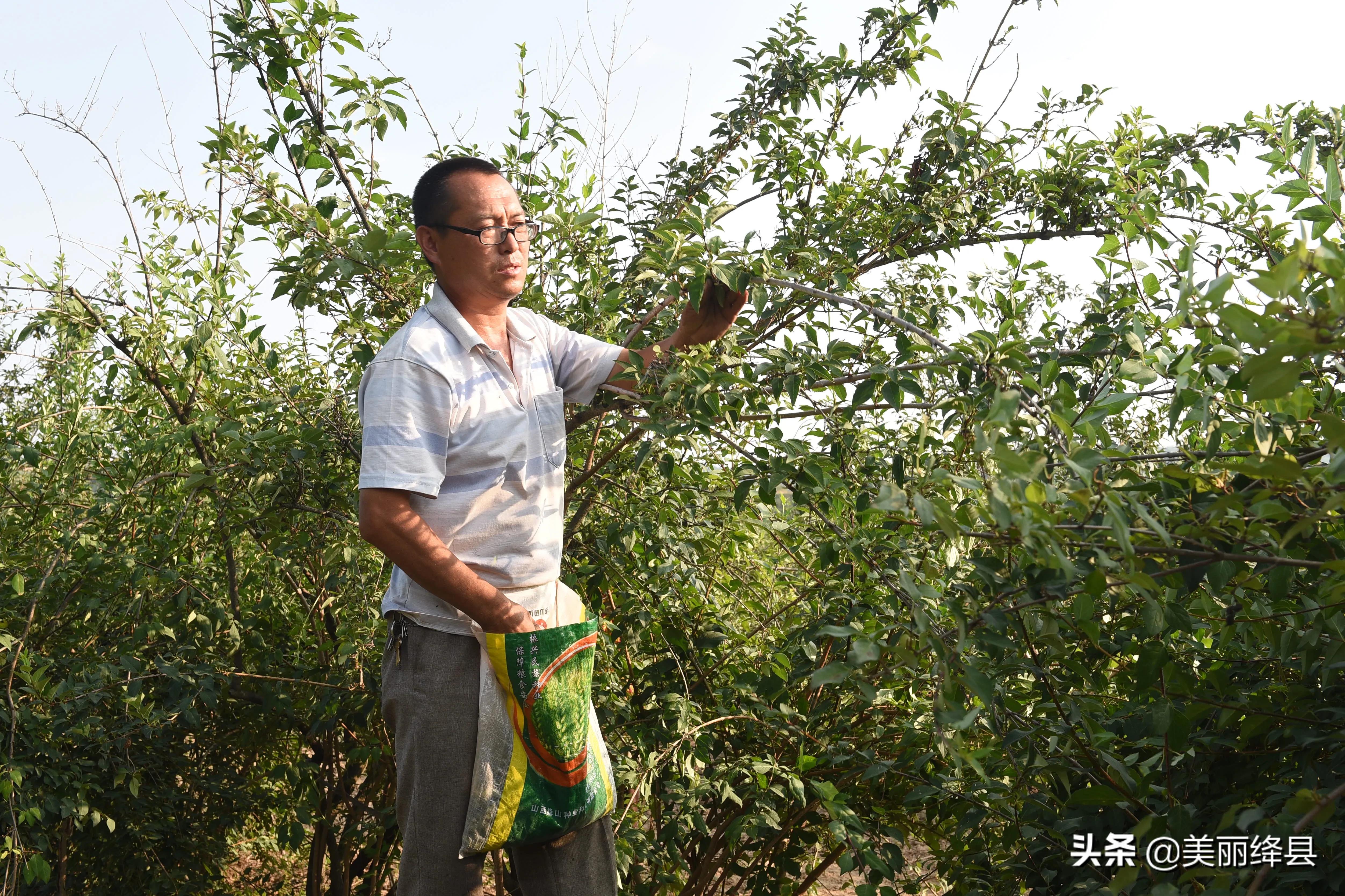 青翘最新价格查询——市场走势与影响因素分析